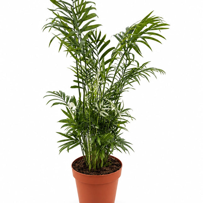 Palma koralowa Chamaedorea elegans – cała roślina w doniczce terracotta na białym tle