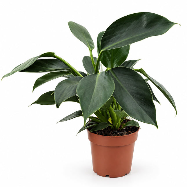 Philodendron Green Princess – cała roślina w doniczce terracotta na białym tle