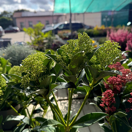 Skimia japonica zielona z limonkowymi pąkami – cała roślina