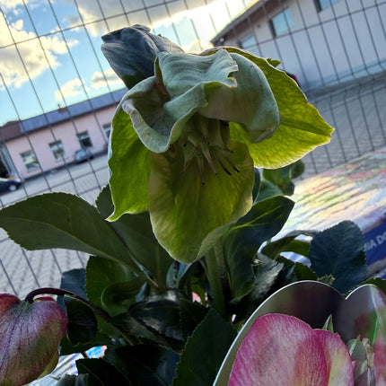 Ciemiernik Ice N’ Roses Rosetta – realna roślina z kwiatem i różowym pąkiem
