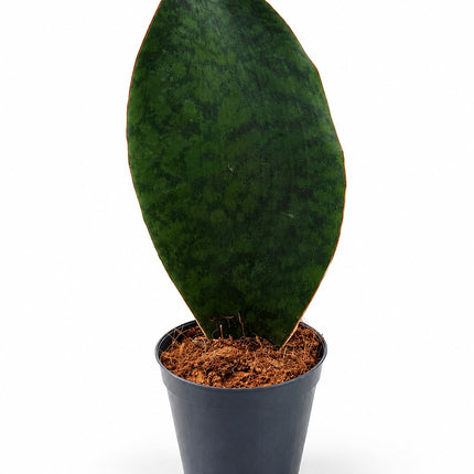 Sansevieria Whale Fin – cała roślina w doniczce nursery na białym tle, liść płetwa wieloryba