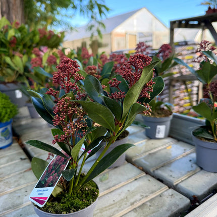Skimmia Rubella – zimozielona z burgundowymi pąkami, ozdoba jesieni i zimy