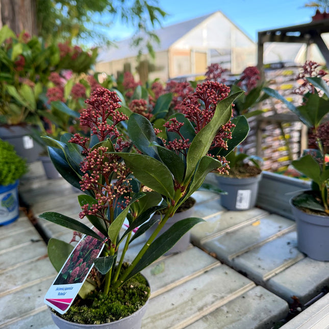 Skimmia Rubella – zimozielona z burgundowymi pąkami, ozdoba jesieni i zimy