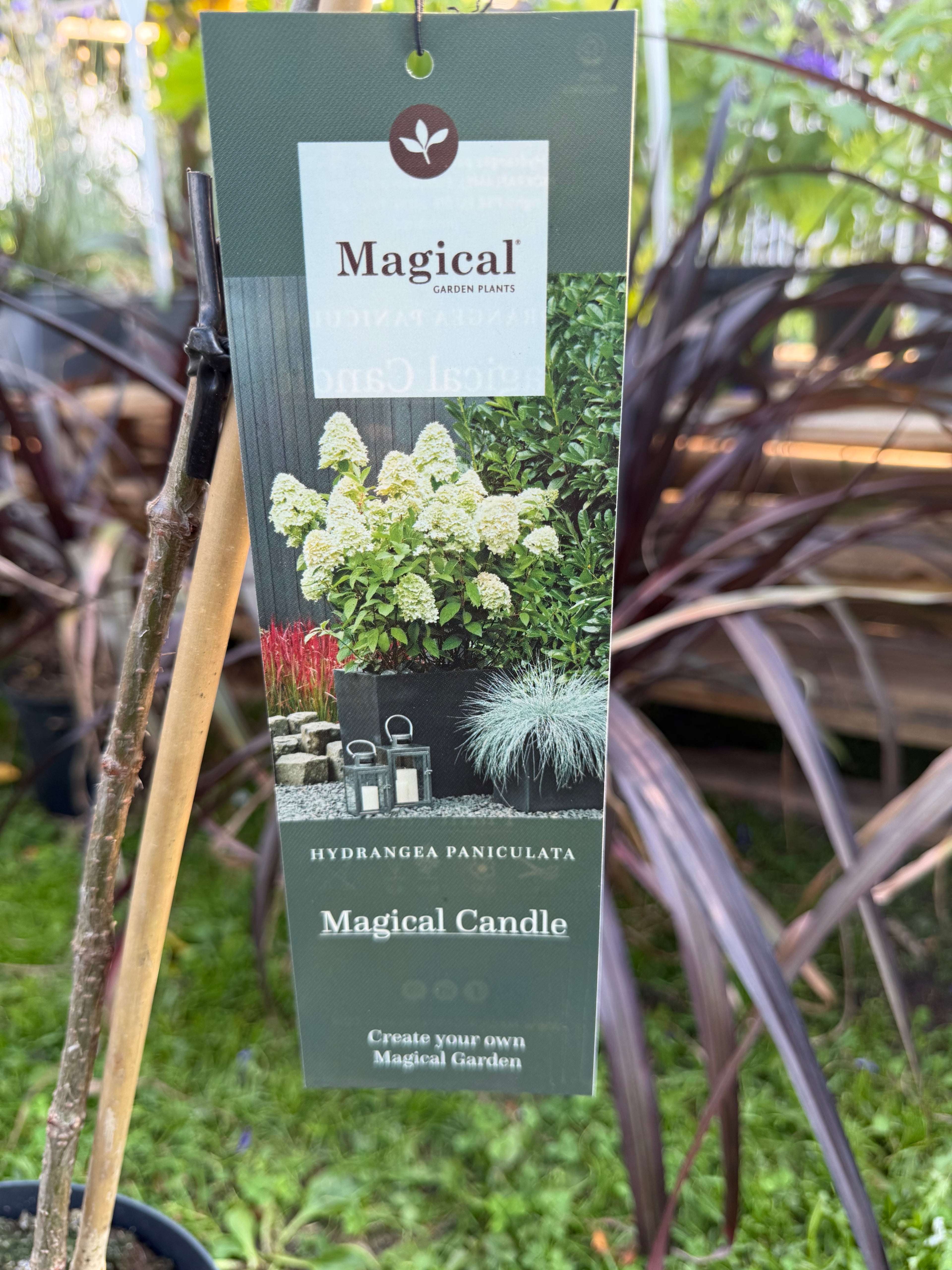 Hortensja bukietowa Magical Candle® na pniu 165 cm | Hydrangea paniculata