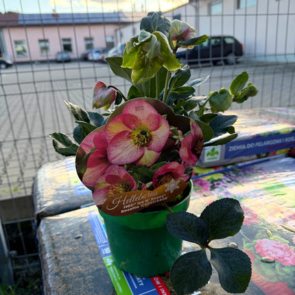 Ciemiernik HGC Ice N’ Roses Rosetta – okaz w doniczce z etykietą odmiany
