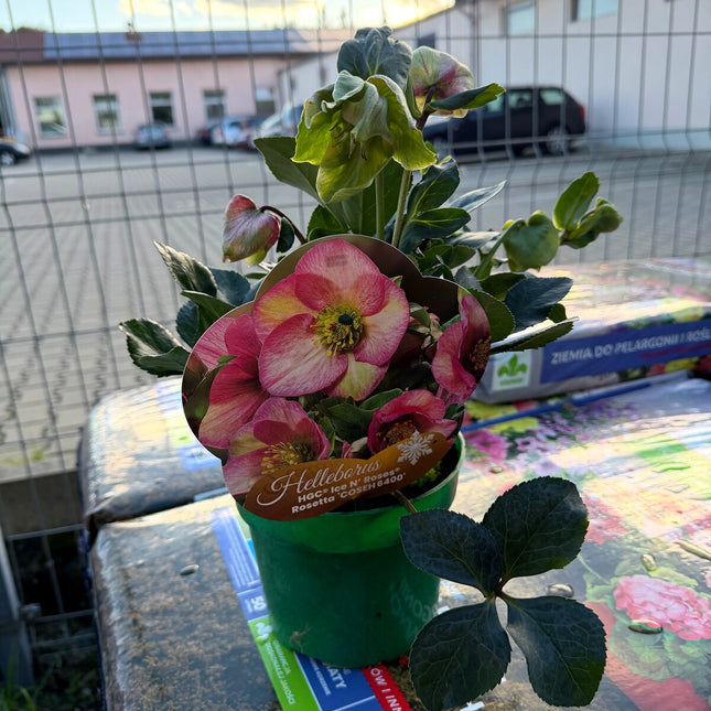 Ciemiernik HGC Ice N’ Roses Rosetta – okaz w doniczce z etykietą odmiany