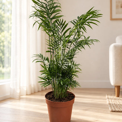 Palma koralowa Chamaedorea elegans – lifestyle we wnętrzu przy oknie