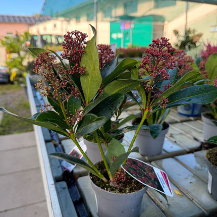 Skimmia Rubella – zimozielona z burgundowymi pąkami, ozdoba jesieni i zimy