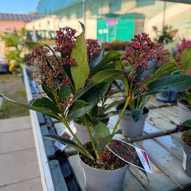 Skimmia Rubella – zimozielona z burgundowymi pąkami, ozdoba jesieni i zimy