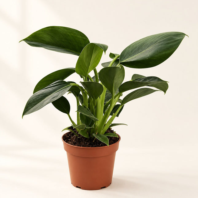 Philodendron Green Princess – drugi kąt studyjny, zwarty pokrój