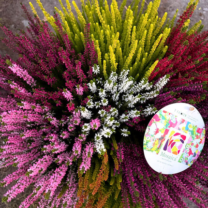 Zbliżenie wrzosów w 7 kolorach – róż, fiolet, biel, złote i zielone akcenty (Calluna vulgaris Beauty Ladies Mosaica)