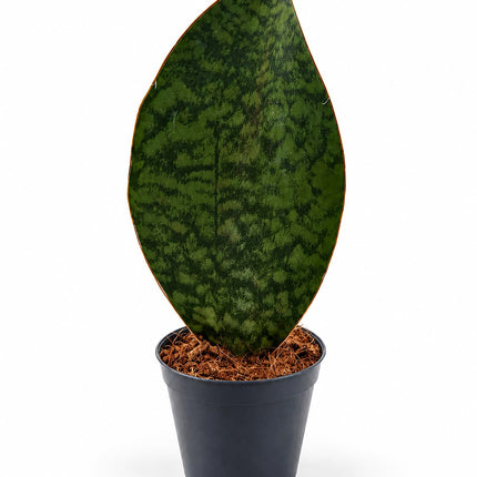 Sansevieria Whale Fin – drugi kąt studyjny, marmurkowy wzór liścia