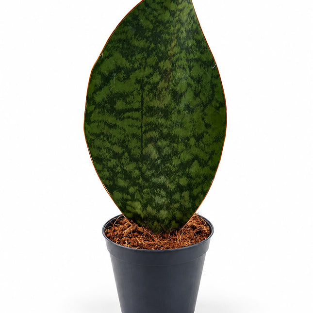 Sansevieria Whale Fin – drugi kąt studyjny, marmurkowy wzór liścia