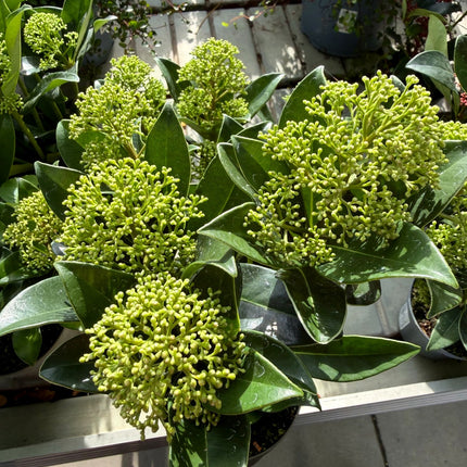 Skimia japonica zielona – zbliżenie limonkowo-zielonych pąków