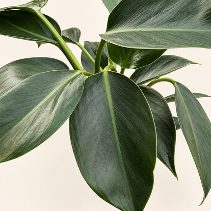 Philodendron Green Princess – zbliżenie błyszczących liści