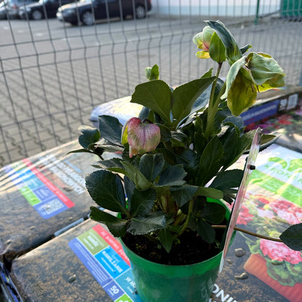 Ciemiernik Ice N’ Roses Rosetta – zbliżenie różowo-kremowych pąków
