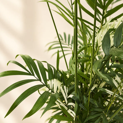 Palma koralowa Chamaedorea elegans – zbliżenie pierzastych liści