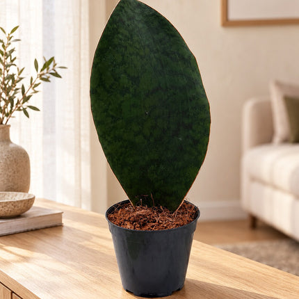 Sansevieria Whale Fin – lifestyle we wnętrzu na drewnianym stoliku