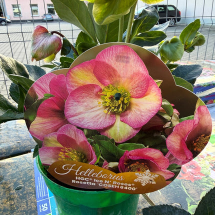 Ciemiernik Ice N’ Roses Rosetta – etykieta z fotografią kwiatu odmiany (referencja kwitnienia)
