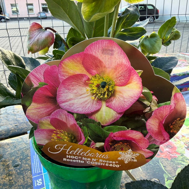 Ciemiernik Ice N’ Roses Rosetta – etykieta z fotografią kwiatu odmiany (referencja kwitnienia)