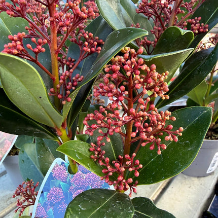 Skimmia Rubella – zimozielona z burgundowymi pąkami, ozdoba jesieni i zimy