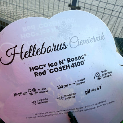 Ciemiernik Ice N’ Roses Red – etykieta pielęgnacyjna: rozstawa, pH, stanowisko