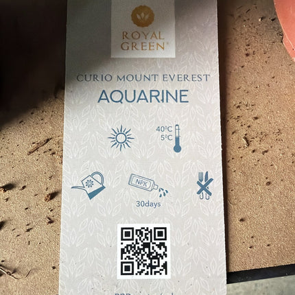 Curio Mount Everest Aquarine – etykieta tył symbole pielęgnacji, Curio ficoides Mount Everest