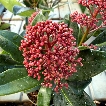Skimmia Rubella – zimozielona z burgundowymi pąkami, ozdoba jesieni i zimy