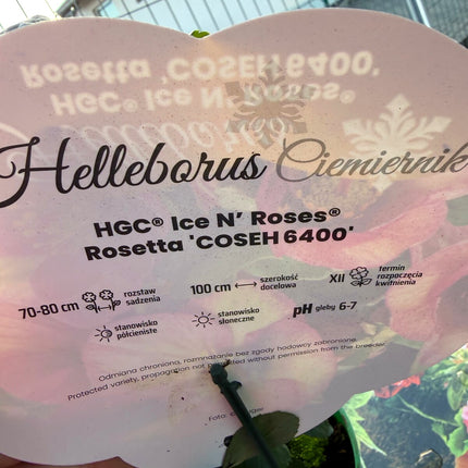 Ciemiernik Ice N’ Roses Rosetta – etykieta pielęgnacyjna: rozstawa, pH, stanowisko
