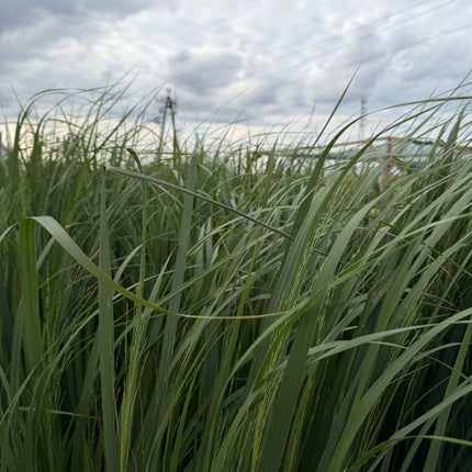 PROSO RÓZGOWATE ‘NORTHWIND’ – PANICUM VIRGATUM, PIONOWA TRAWA