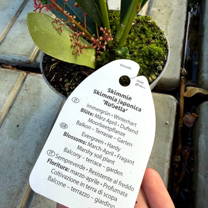 Skimmia Rubella – zimozielona z burgundowymi pąkami, ozdoba jesieni i zimy