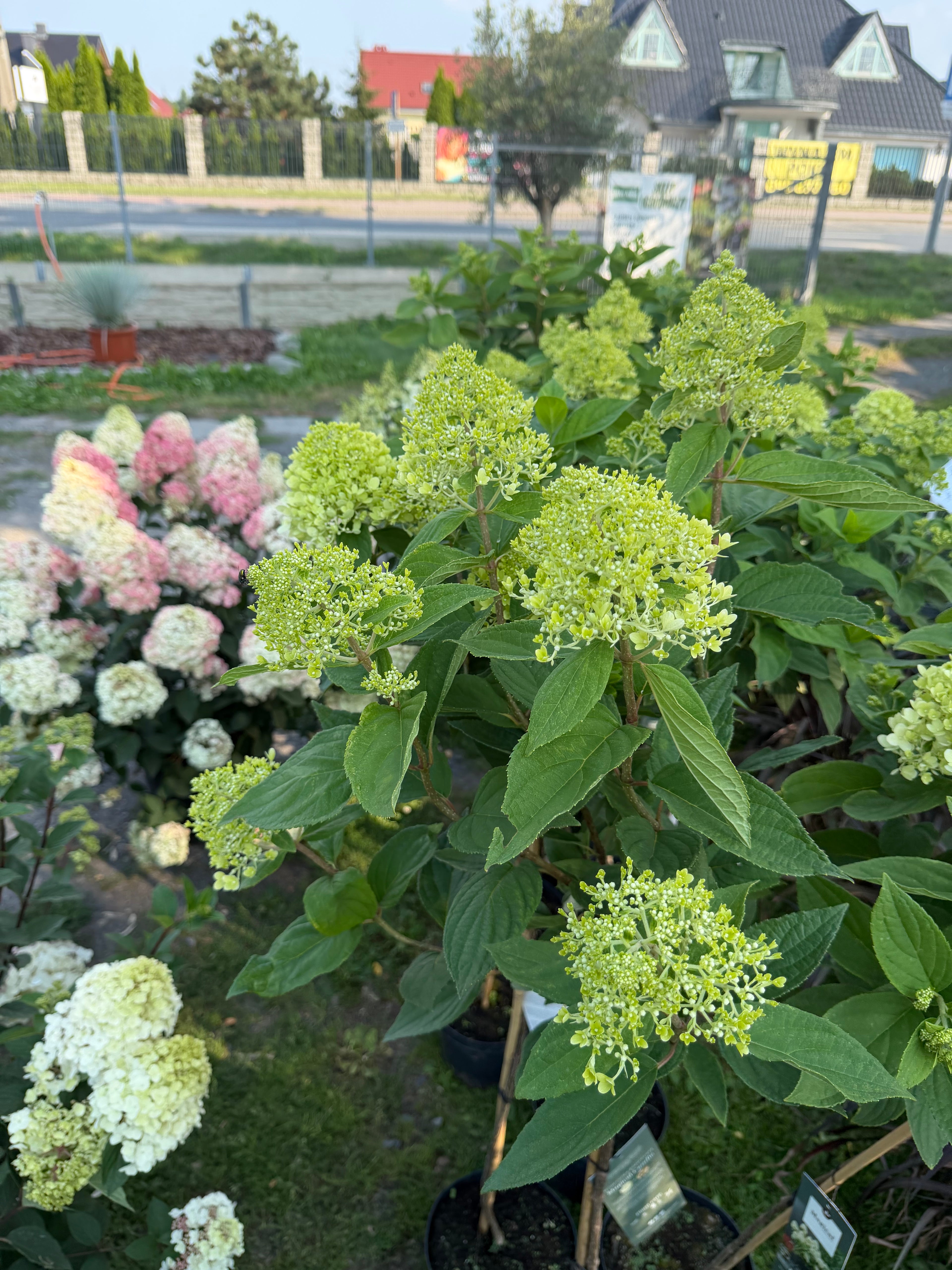 Hortensja bukietowa Magical Candle® na pniu 165 cm | Hydrangea paniculata