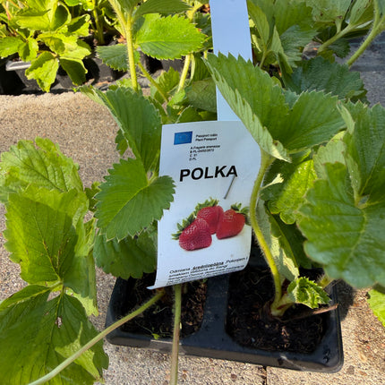 Truskawka POLKA – słodka, aromatyczna – 10 sadzonek