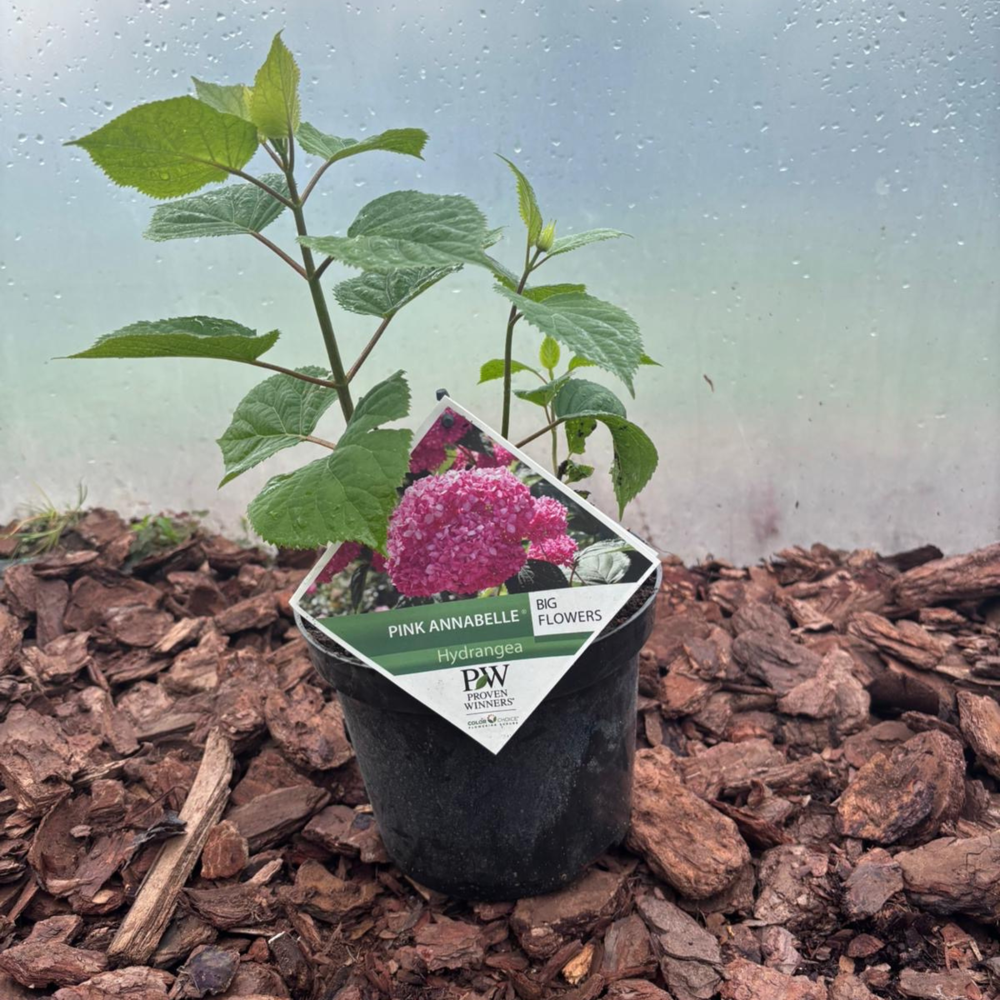 Hortensja Pink Annabelle®  Różowa Hortensja o Ogromnych Kwiatach