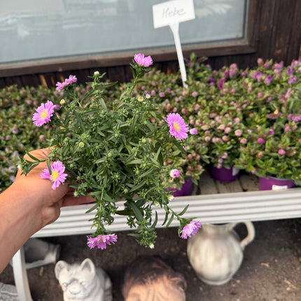 Aster jesienny (Marcinek)