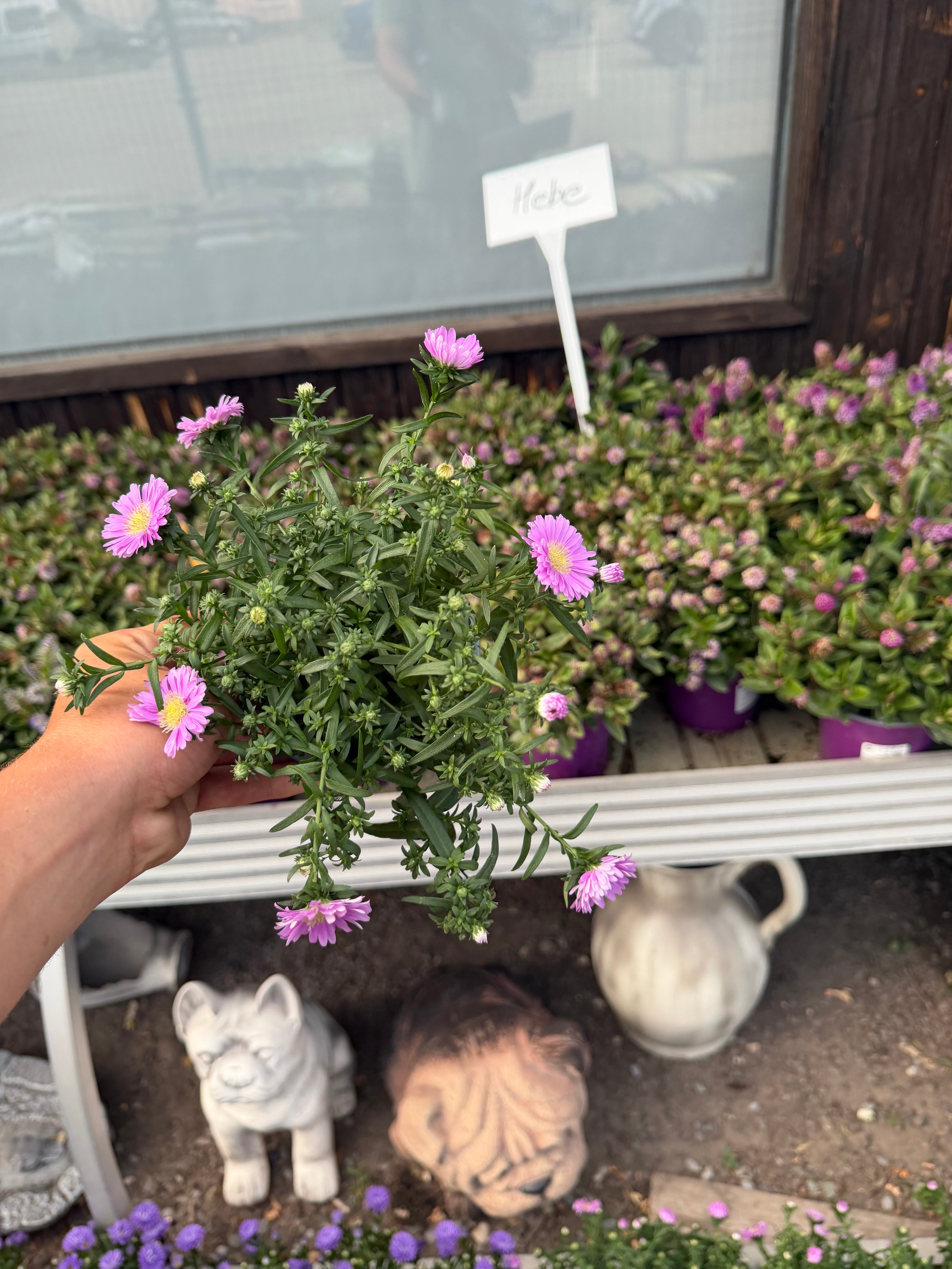 Aster jesienny (Marcinek)