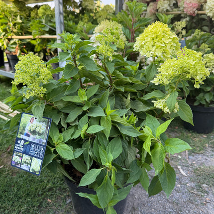 Hortensja bukietowa Little Spooky® (Hydrangea paniculata)