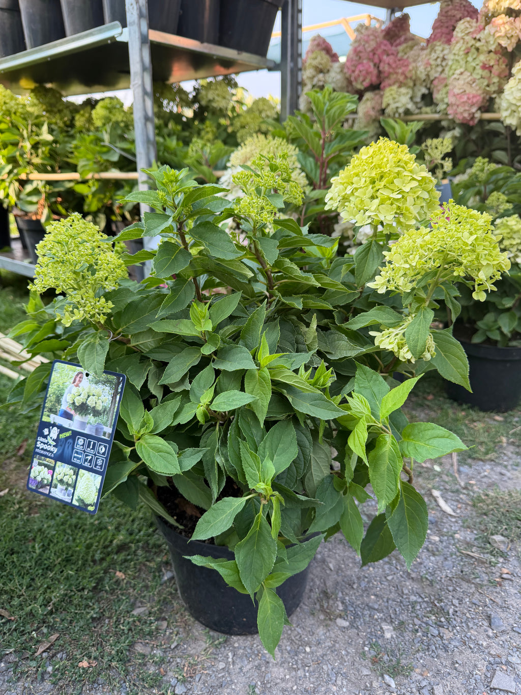 Hortensja bukietowa Little Spooky® (Hydrangea paniculata)