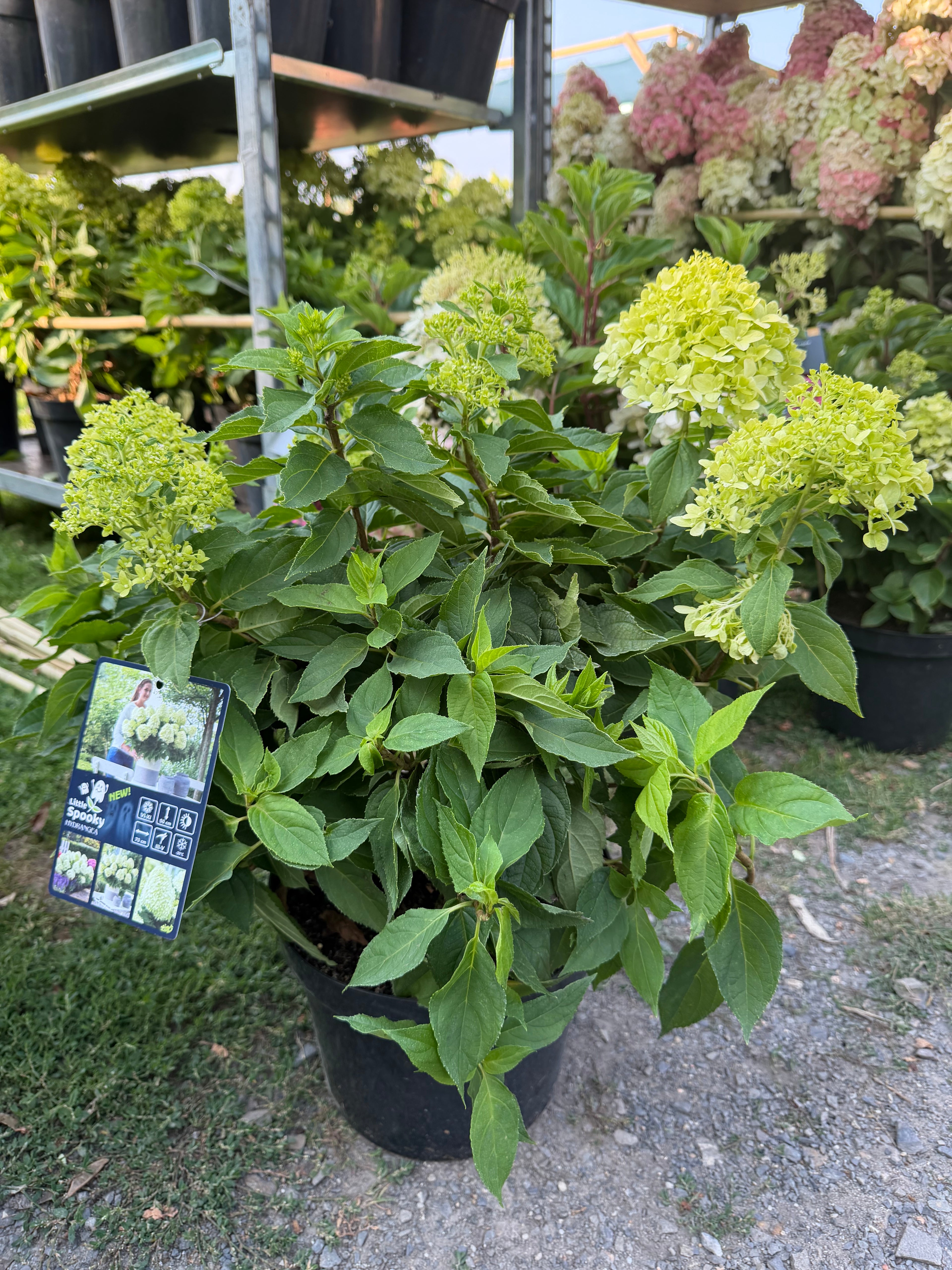 Hortensja bukietowa Little Spooky® (Hydrangea paniculata)