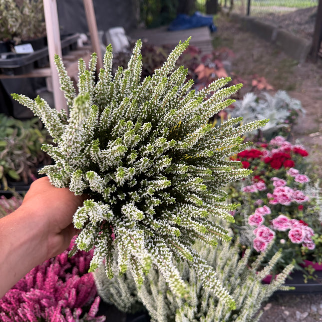Wrzos biały (Calluna vulgaris)