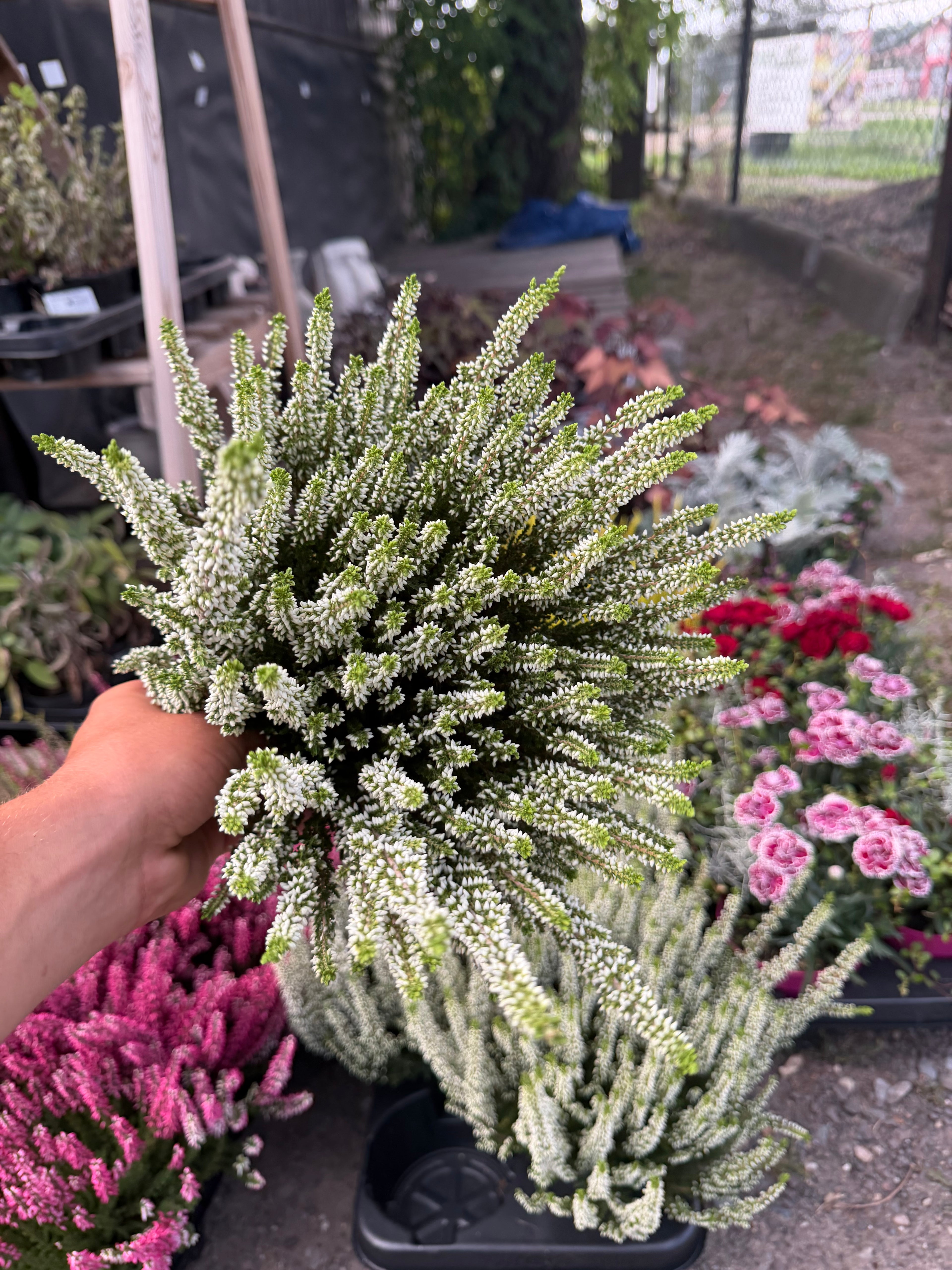Wrzos biały (Calluna vulgaris)