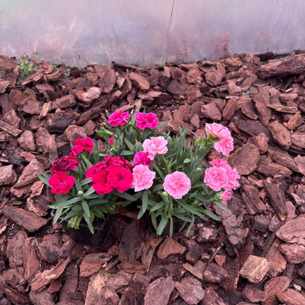 Goździk Wieloletni Dianthus