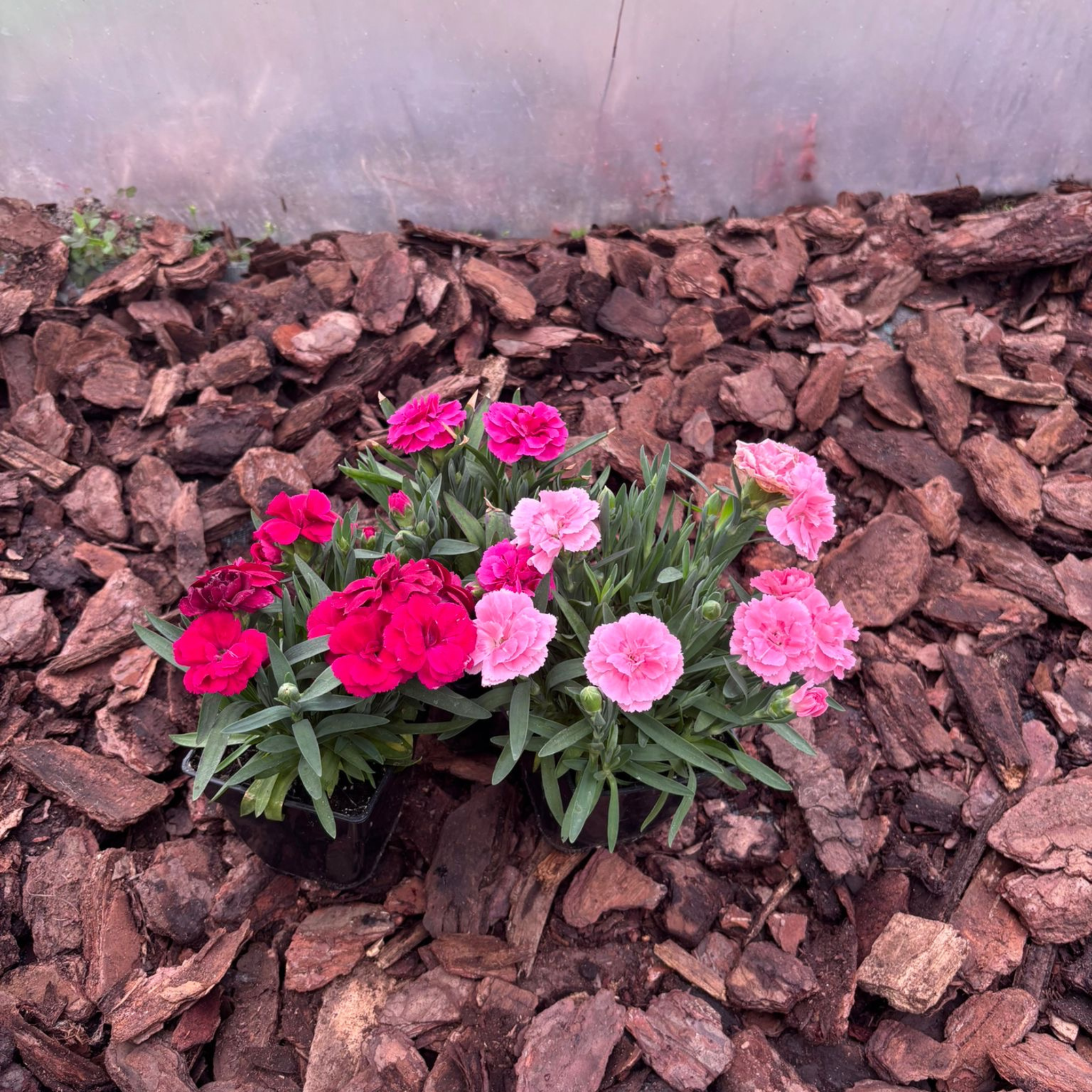Goździk Wieloletni Dianthus