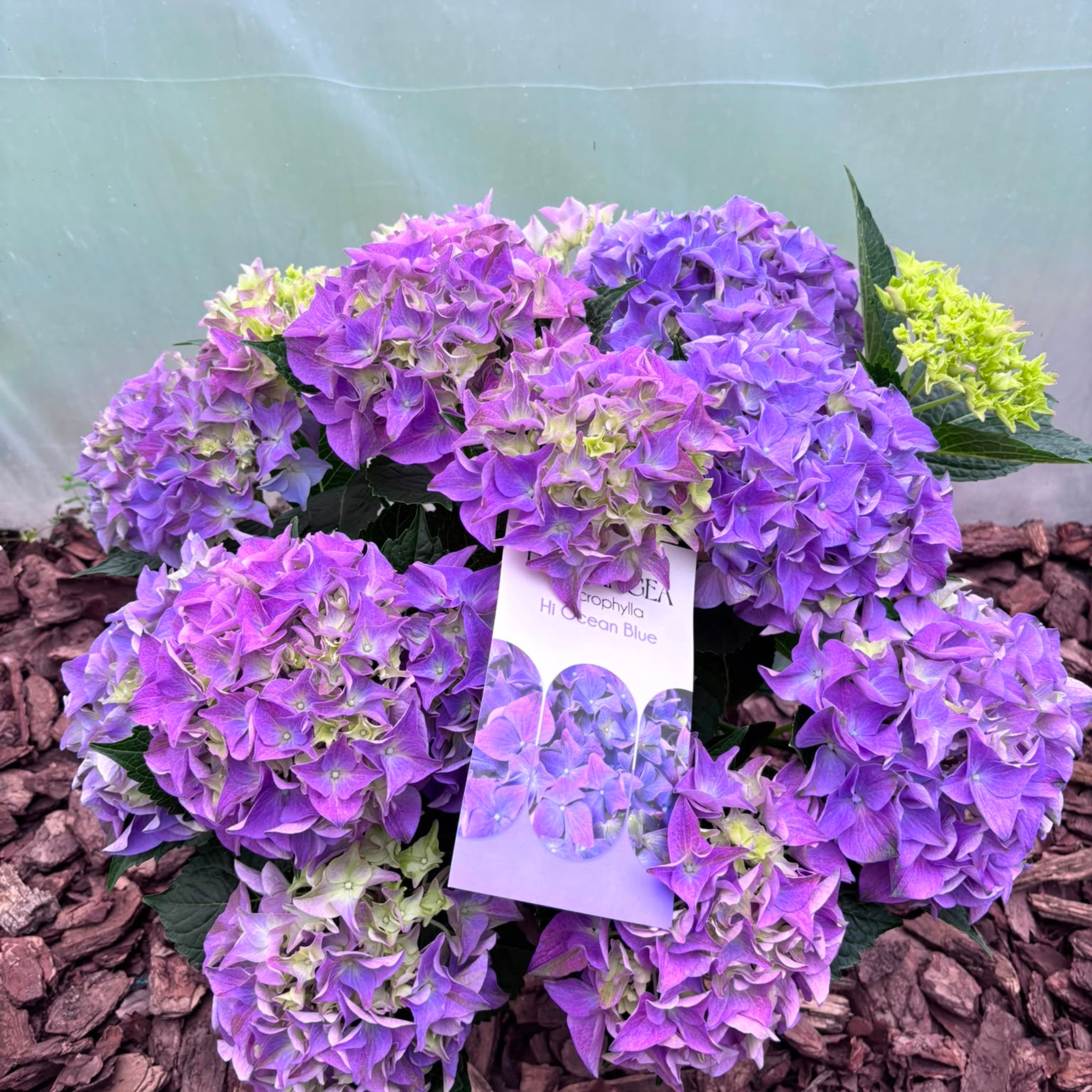 Hortensja Ogrodowa Hi Ocean Blue Hydrangea macrophylla
