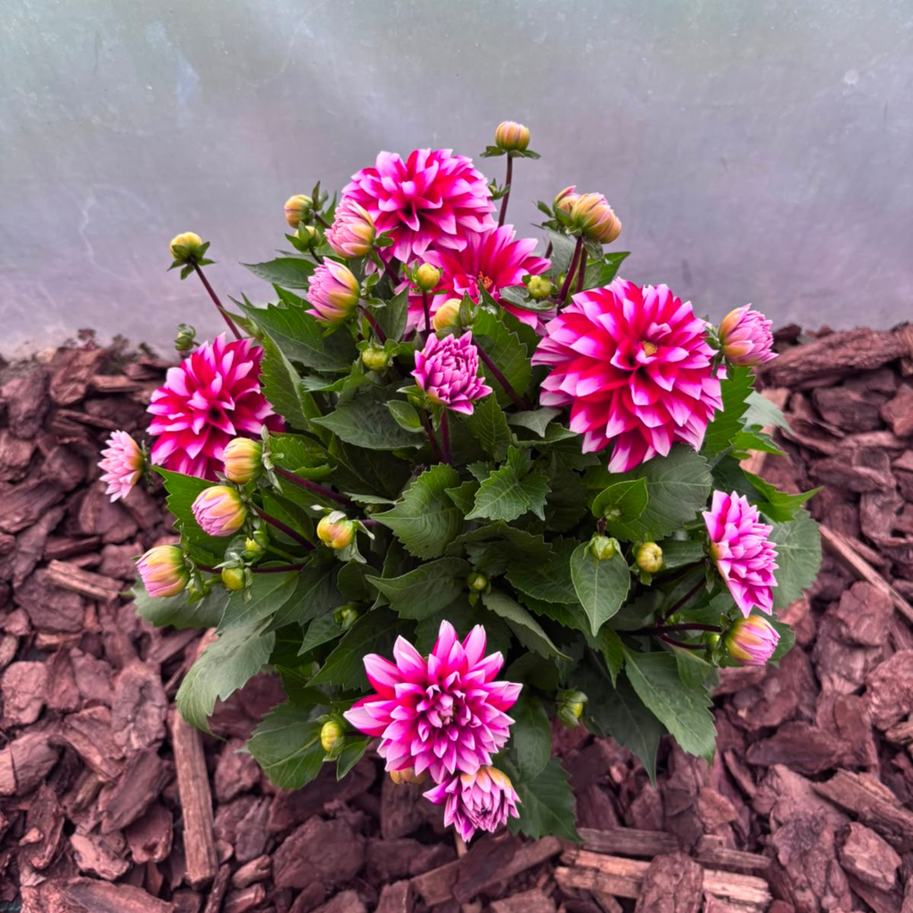 Dalia Karłowa Dahlia