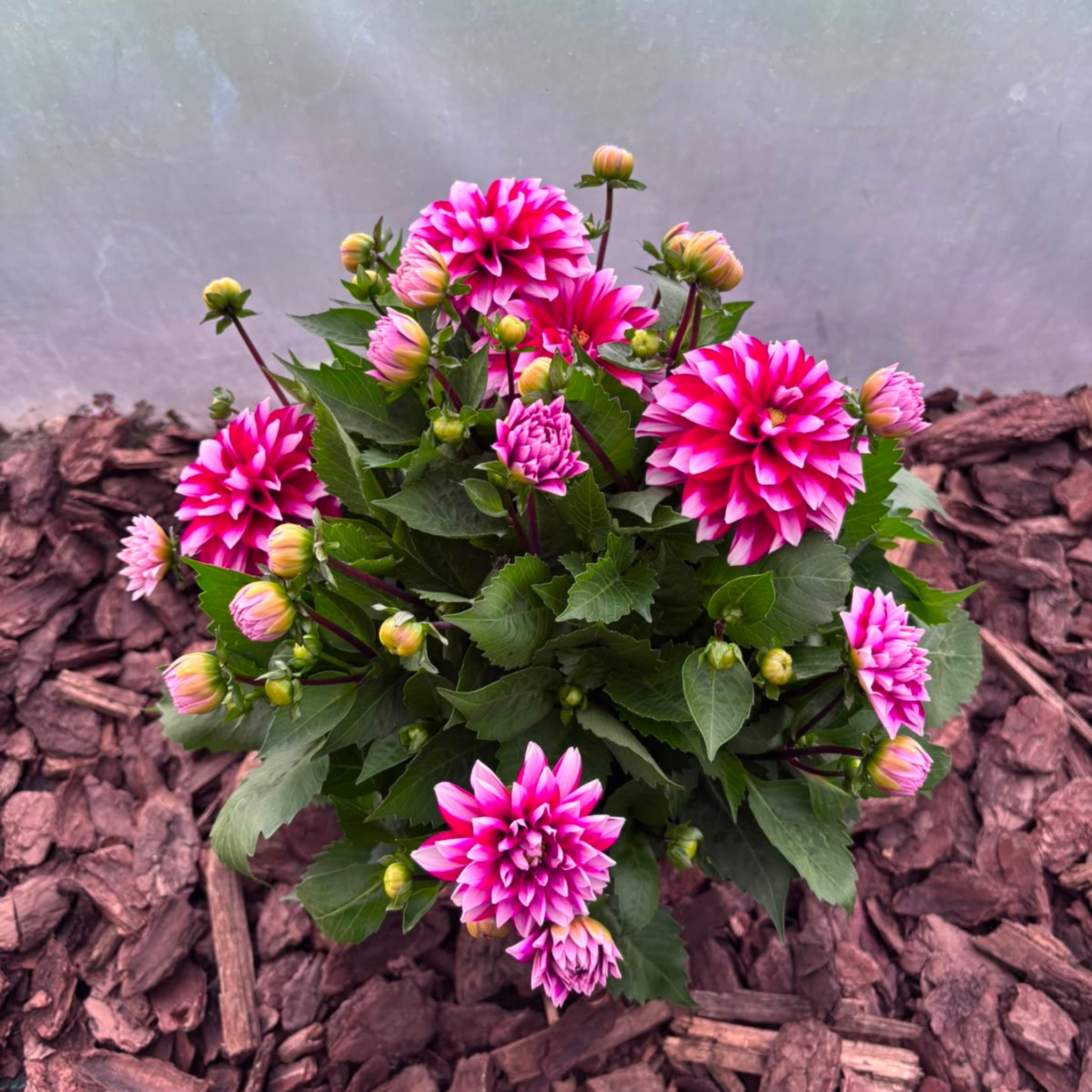 Dalia Karłowa Dahlia
