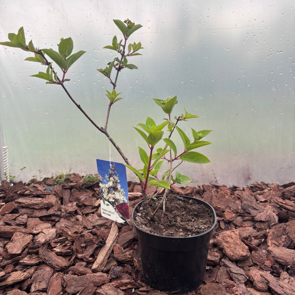 Hortensja Bukietowa Wim's Red® (Hydrangea paniculata)