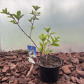 Hortensja Bukietowa Wim's Red® (Hydrangea paniculata)