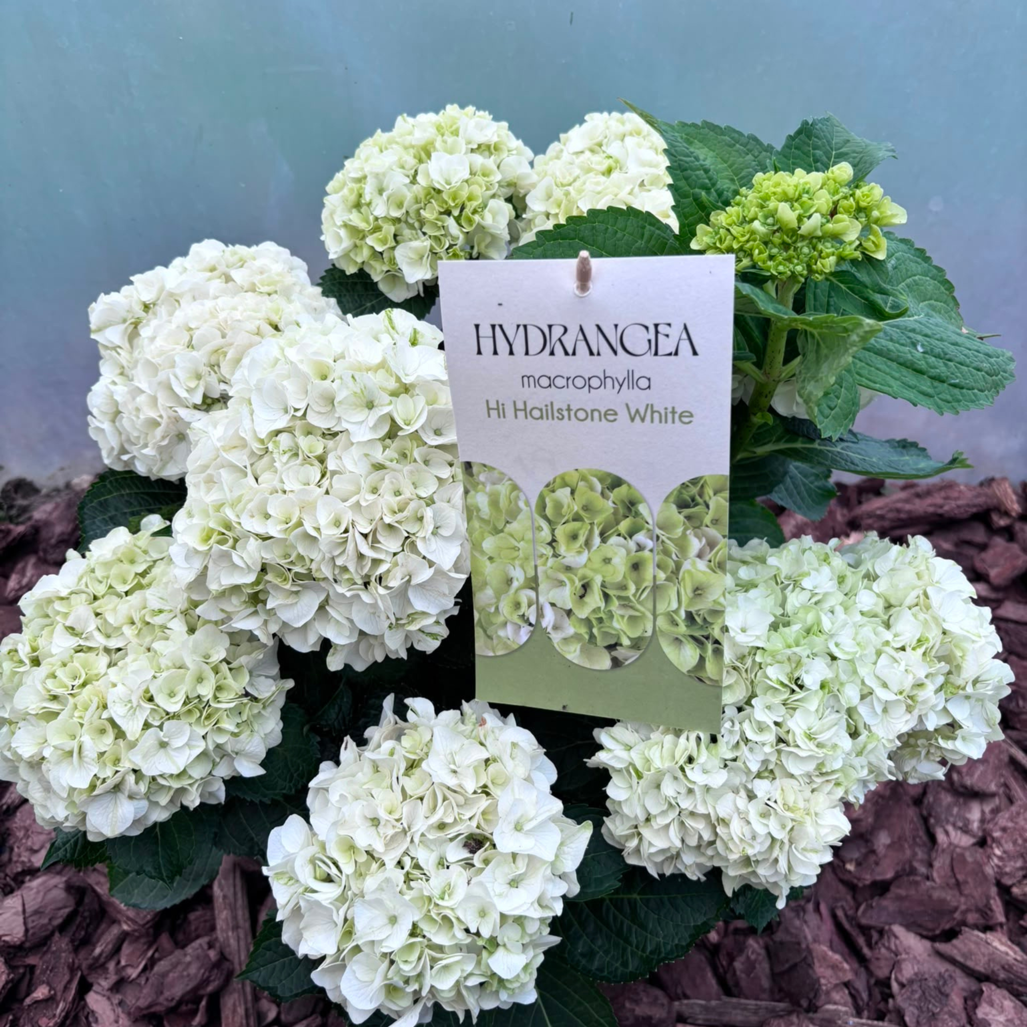 Hortensja Ogrodowa HI HAILSTONE WHITE Hydrangea macrophylla