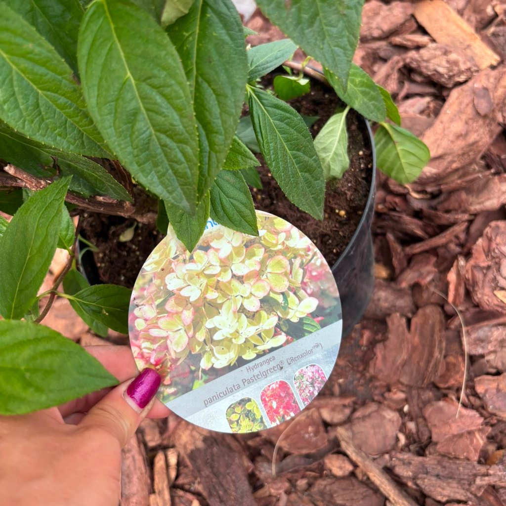 Hortensja bukietowa 'Pastelgreen' (Hydrangea paniculata)